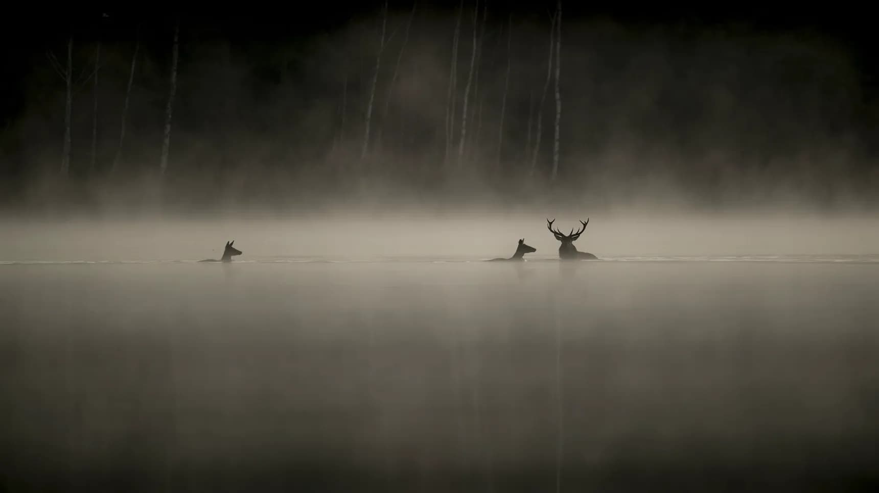 Záběr z dokumentu Šepot lesa