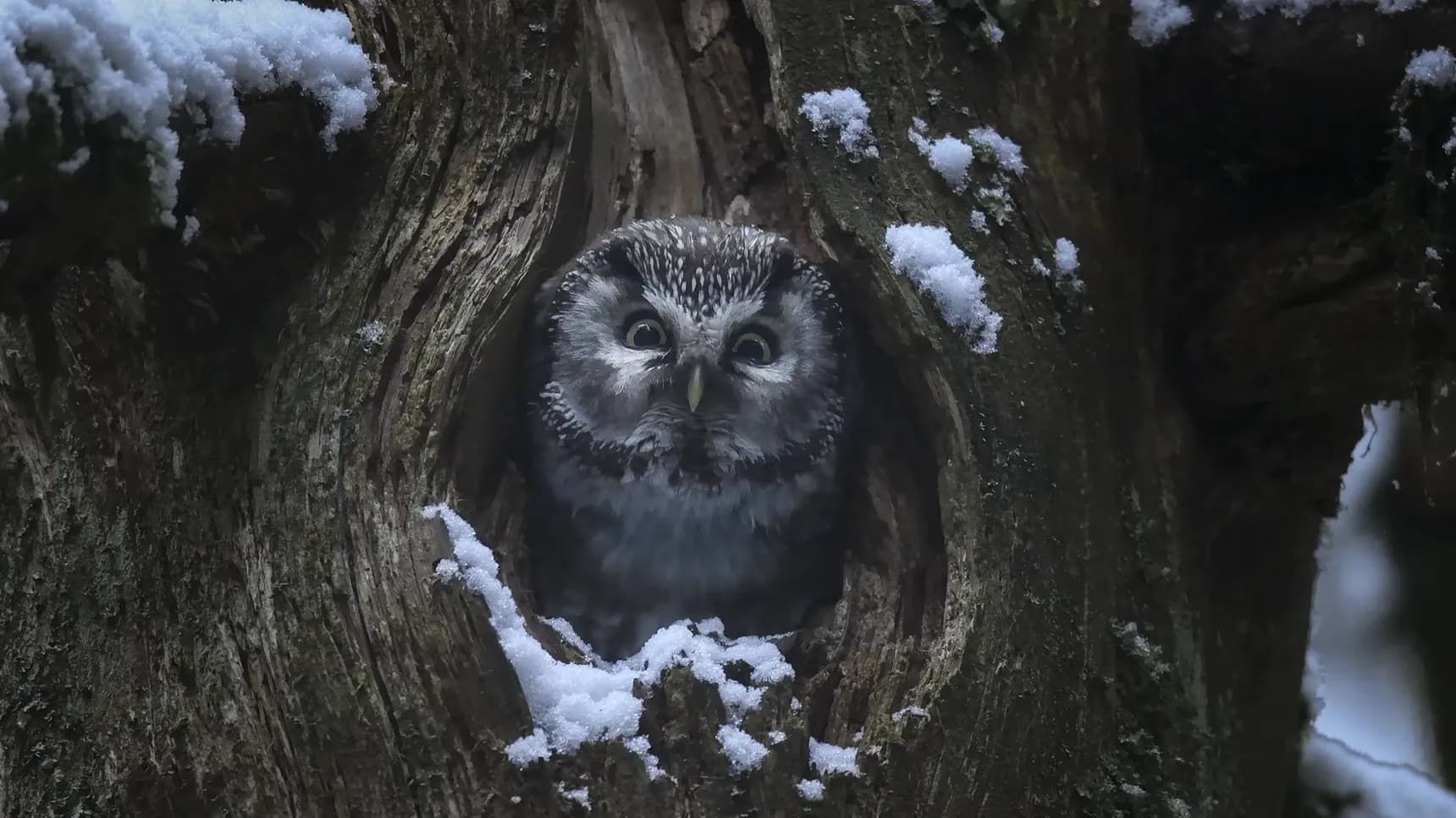 Záběr z dokumentu Šepot lesa