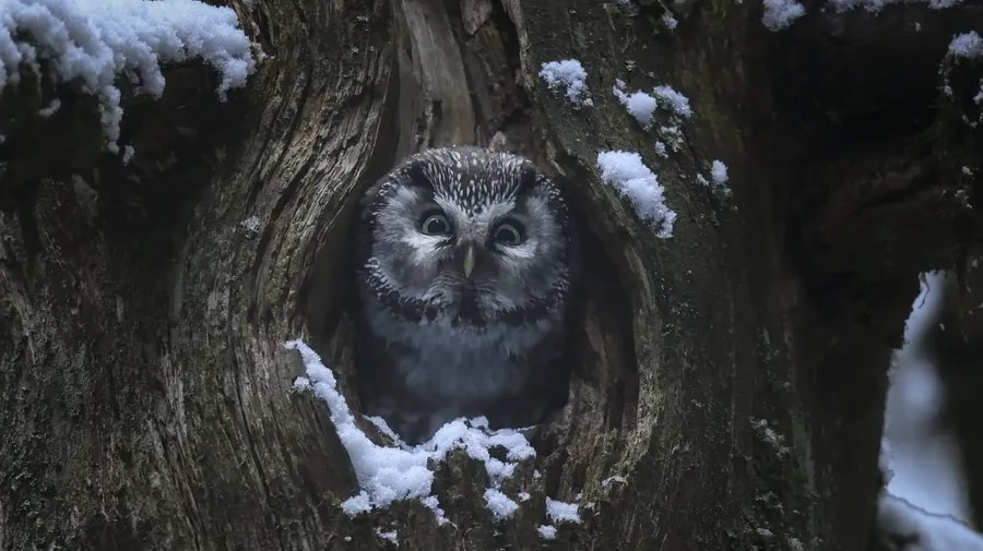 Záběr z dokumentu Šepot lesa